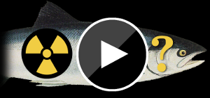 Insignificant radiation in fish after Fukushima
